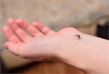 「DEET、派卡瑞丁、防蚊精油」差在哪？  醫揭...