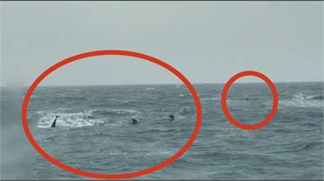 驚喜！海豚家族聚集苗栗外海 海巡艇旁嬉戲