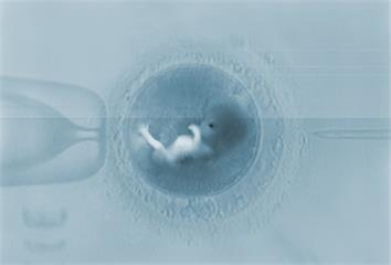 媽媽拼二胎更急？醫曝哺乳期試管迷思　建議「停乳一...