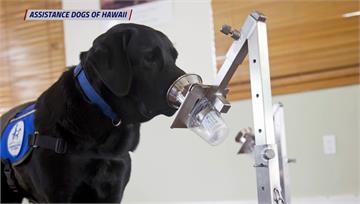 新冠患者汗水測試　狗狗分辨準確度百分百