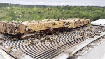 加拿大蜂箱卡車出意外　5百萬蜜蜂「傾巢而出」
