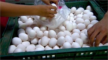  蛋農盼雞蛋再漲2-3元 「以量制價」待夏天回穩