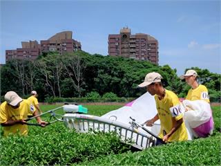 全國製茶技術競賽新北囊括冠亞季軍 大展世代真功夫