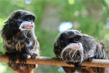美「皇狨猴」被偷！ 達拉斯動物園懸賞74萬