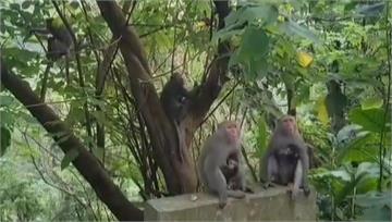 6母猴同時懷孕產子 猴王爸被封「強哥」