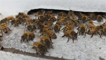噴香水關係？女騎車遭「神蜂特攻」 右眼險失明