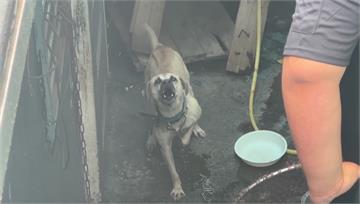 送信遭咬斷指！郵差驚慌衝學校求救 家犬下場曝光
