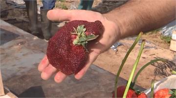 以色列巨無霸草莓 重289公克刷新世界紀錄