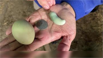 罕見！ 雞界藍寶堅尼產下10元大小「冬瓜迷你蛋」