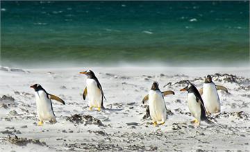全球最怪也最酷工作 「到南極數企鵝」