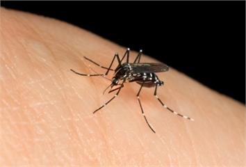 夏天蚊子大軍來襲被蚊子叮咬好癢  皮膚科醫師盤點...