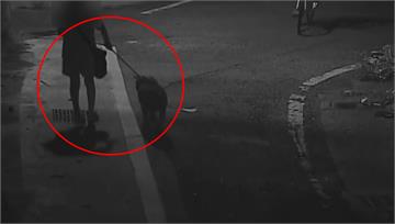 比特犬又出事！發狂咬死貴賓狗　飼主崩潰無法釋懷