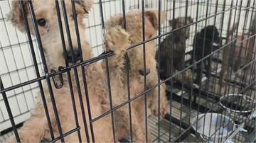 苗栗「人人犬舍」9成犬被剪聲帶引眾怒！縣府開鍘 ...