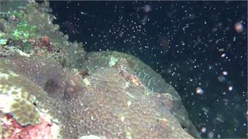 墾丁珊瑚產卵大噴發 專家：白化影響減產
