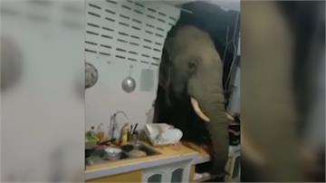 泰國華欣大象半夜「破牆」 闖民宅偷吃食物