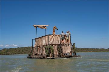 肯亞小島湖水漲 特製「諾亞方舟」救8長頸鹿