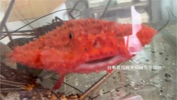 台東漁民抓到「奇特生物」 網熱議：像外星人