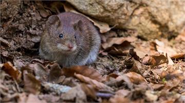 國內爆今年首例「漢他病毒」 北部7旬男感染死亡