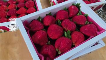 大湖草莓「貴鬆鬆」 區農會：受去年病蟲害影響