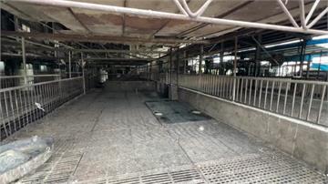 動保處人員擅自清消非洲豬瘟案場 中市府將嚴處：誤...