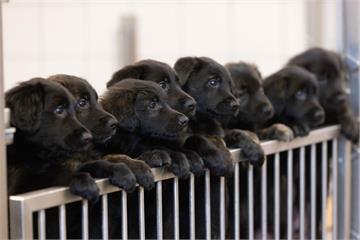 牧羊犬一次生16胎 創英國導盲犬協會紀錄