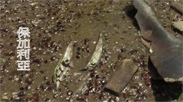 歐洲熱浪襲萊茵、多瑙河水位創新低 意外發現猛瑪象...
