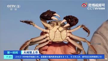 秋天吃蟹！陽澄湖大閘蟹開捕 產量估逾1萬噸