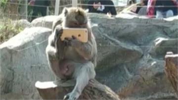 猴子上班竟在「滑手機」 遊客目擊直呼可愛！
