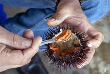 海膽低卡、蛋白質多！ 營養師揭「4大意想不到好處...