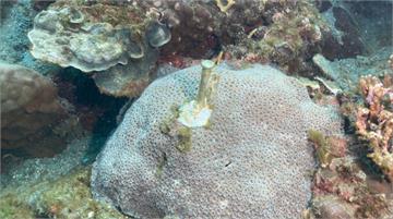 南方澳海中珊瑚被釘營釘 海保署：科學監測