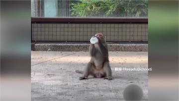 動物園驚魂！壽山獼猴搶嬰兒車 捧奶瓶「呼乾」