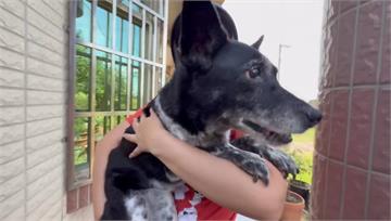 「陳美琪」找到了！飼主懸賞50萬元 愛犬在家50...