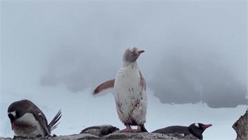 南極基地發現罕見「白企鵝」 與背景直接融合