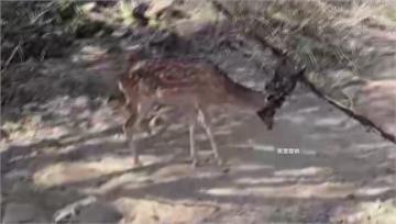 500公尺有20具屍體！墾丁國家公園淪梅花鹿墳場...