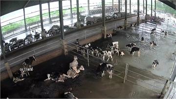 花蓮堰塞湖溢流 洪水湧入牧場「120頭牛泡水」慘...