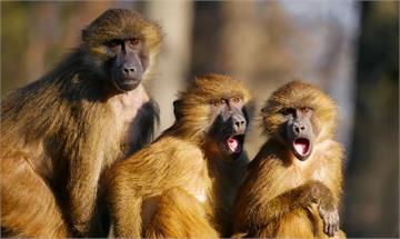 印度猴嬰被狗咬死 猴群報復殺250隻狗