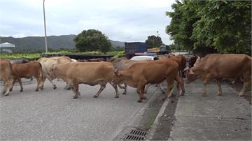 電網沒電失效！ 30隻牛跑到馬路閒晃