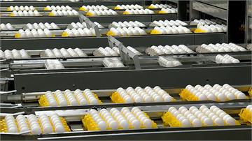 雞蛋缺很大日缺百萬顆   蛋價20日再漲2元「續...