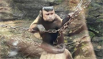 工讀生出來！動物園驚見「國字臉猴」 真實身分曝光