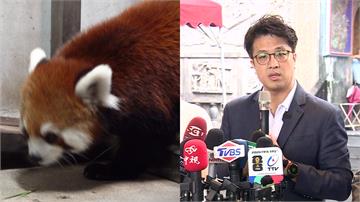 上海小貓熊今抵台 沈伯洋質疑雙城論壇交流恐有政治...