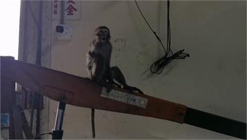 桃園獨臂獼猴被捕 疑打「1cc鎮定劑」奪命