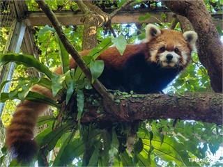 小貓熊「YaYa」腦病變離世！ 北市動物園哀悼：...