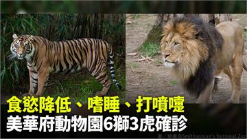 食慾降低、嗜睡、打噴嚏 美華府動物園6獅3虎確診