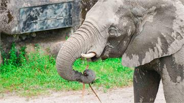 好耳力！ 台北動物園非洲象爭奪午餐　靠「聽音辨位...