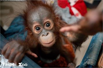 紅毛猩猩寶寶秀彩回到媽媽懷抱　可愛互動萌翻保育員