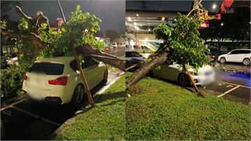 巴威9級強風吹倒路樹砸停放轎車！車主質疑北市府防...
