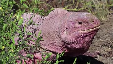 瀕危「粉紅鬣蜥寶寶」現蹤厄瓜多 保育團體大為振奮