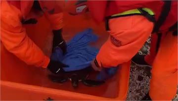 澎湖破6年來最冷紀錄 綠蠵龜遭凍昏擱淺海灘