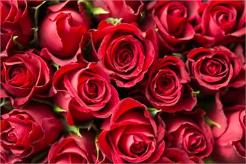 情人節玫瑰價格翻倍 1束最貴1800元創新高