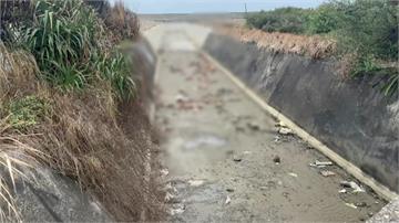 苗栗遭棄235隻死雞確診H5N1禽流感 鍾東錦：...